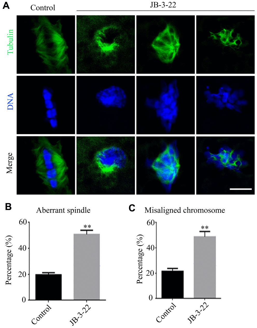 JB-3-22 treatment caused abnormal spindle assembly and misaligned chromosome in porcine oocytes. (A) Images of spindle morphologies and chromosome alignment in control and JB-3-22 treated oocytes, Scale bar, 5 μm. (B) The proportion of abnormal spindles was recorded in control and JB-3-22 treated oocytes. (C) The proportion of misaligned chromosomes was recorded in control and JB-3-22 treated oocytes. Data were presented as mean percentage (mean ± SEM) of at least three independent experiments. * P 