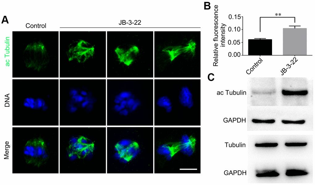 JB-3-22 treatment elevated the acetylation level of α-Tubulin in porcine oocytes. (A) Images of acetylated α-tubulin in control and JB-3-22-treated oocytes. Scale bar, 5 μm. (B) The fluorescence intensity of α-tubulin acetylation in control and JB-3-22 treated oocytes. The results represent the mean ± standard deviation of three independent experiments. ** P C) The results of Western blotting confirmed the protein levels of acetylated tubulin in control and JB-3-22-treated oocytes.