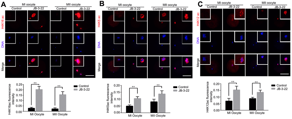JB-3-22 treatment elevated the acetylation levels of histone H4 lysine sites in porcine oocytes. (A) Images of acetylated H4K16 in control and JB-3-22-treated oocytes at MI /MII stages. (B) Images of acetylated H4K5 in control and JB-3-22-treated oocytes at MI /MII stages. (C) Images of acetylated H4K12 in control and JB-3-22 treated oocytes at MI /MII stages. The results represent the mean ± standard deviation of three independent experiments. ** P 