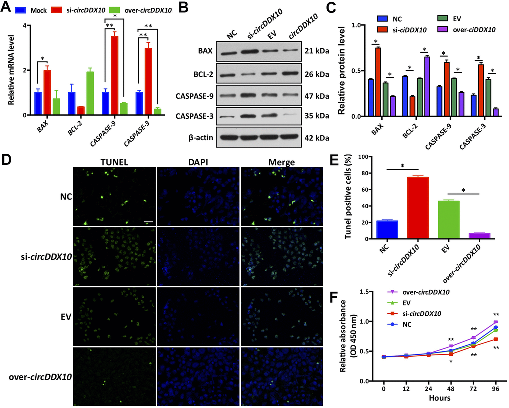 Effect of circDDX10 on apoptosis and viability of granulosa cells (GCs). (A) Expression levels of apoptosis-related genes. Mock was a negative control group; (B, C) Expression level of apoptosis-related proteins (200×, bar = 100 μm). (D, E) Cell apoptosis was determined by TUNEL. (F) CCK-8 kit was used to detect the cell viability of each group in vitro for 24 h, 48 h, 72 h and 96 h, respectively. NC was a siRNA negative control and EV was an empty vector control group. Each set of experiments was repeated for three times. *, P P 