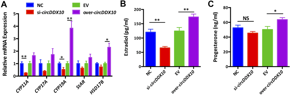 The effect of circDDX10 on steroid hormone synthesis of granulosa cells (GCs). (A) The effect of circDDX10 on the expression of steroid hormone synthesis related genes. The effect of circDDX10 on the levels of estradiol (B) and progesterone (C). NC was a siRNA negative control and EV was an empty vector control. Each set of experiments was repeated for three times. *, P P 