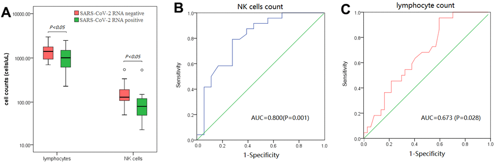 Analysis of baseline peripheral lymphocytes and NK cells in patients with or without the SARS-CoV-2 RNA test turning negative after therapy. (A) baseline peripheral lymphocytes and NK cells strikingly increased in patients whose SARS-CoV-2 RNA test turned negative after therapy. (B, C) ROC analysis of baseline peripheral NK cells (B) and lymphocytes (C) in differentiating patients whose SARS-CoV-2 RNA test turned negative after therapy.