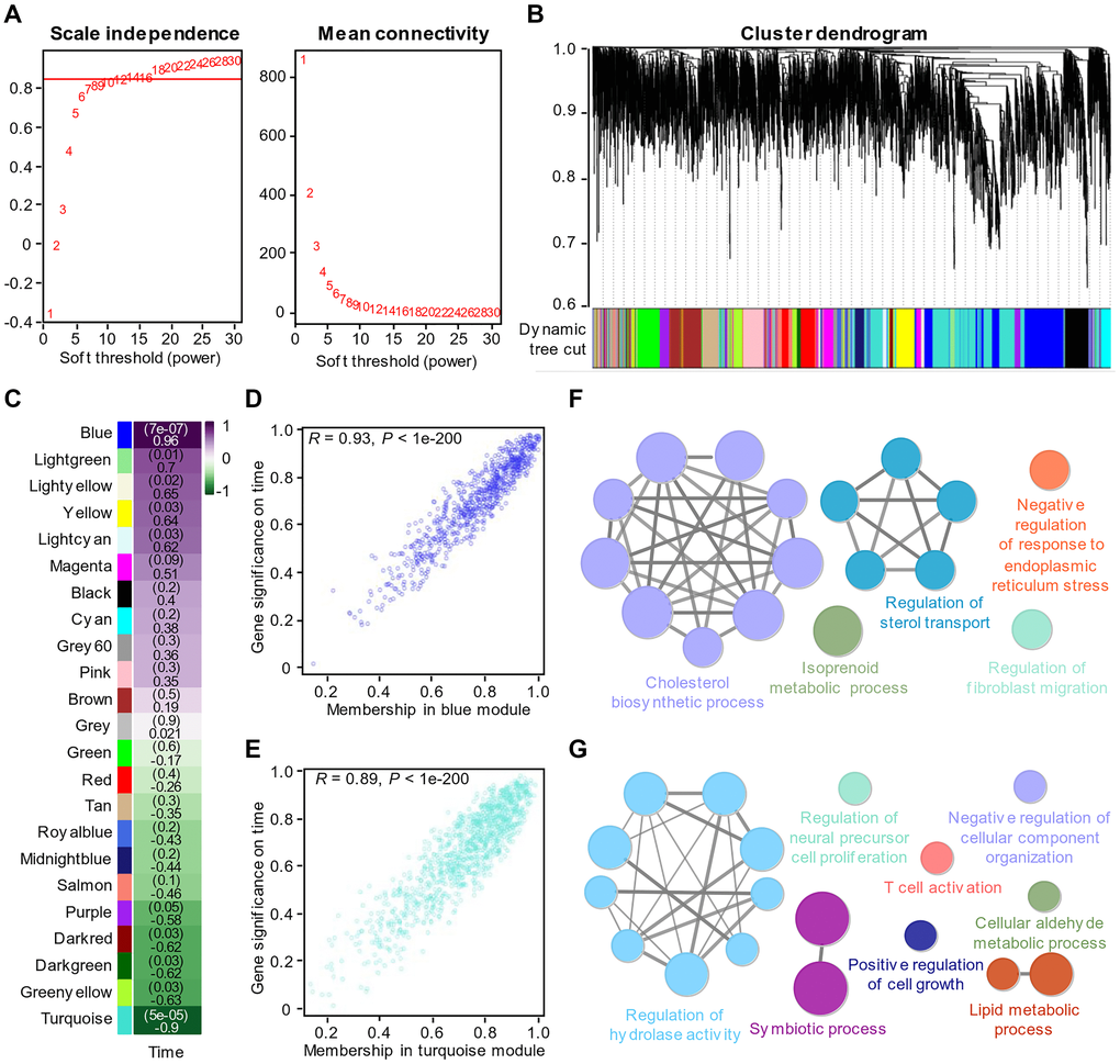 Identification of key modules through WGCNA of the proteomics data. (A) Analysis of the scale-free fit index (left) and the mean connectivity (right) for various soft-thresholding powers. (B) Clustered dendrogram of the top 5000 proteins based on the dissimilarity measure. (C) Heatmap of the correlations between modules and virus amplification over time. Each cell contains the correlation coefficient and P value. (D) The corresponding correlation and P value between proteins in the blue module and virus amplification over time. (E) The corresponding correlation and P value between proteins in the turquoise module and virus amplification over time. (F) Enrichment analysis of the proteins in the turquoise module with P value G) Enrichment analysis of the proteins in the blue module with P value 