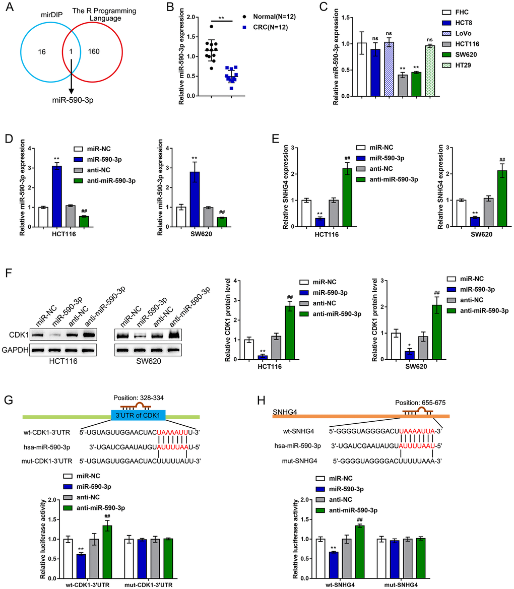 miR-590-3p binds to SNHG4 and the CDK1 3'-UTR. (A) The online tools mirDIP and R programming language were used to predict miRNAs that might simultaneously target SNHG4 and the CDK1 3'-UTR, and miR-590-3p was identified. (B) The expression of miR-590-3p was determined in 12 CRC and normal noncancerous tissues by real-time PCR. (C) The expression of miR-590-3p was determined in one normal fetal colon cell line (FHC) and five CRC cell lines (HCT8, LoVo, HCT116, SW620, and HT29) by real-time PCR. (D) miR-590-3p was overexpressed or inhibited in HCT116 and SW620 cells by transfection with miR-590-3p or anti-miR-590-3p, and the effects were confirmed by real-time PCR. (E) HCT116 and SW620 cells were transfected with miR-590-3p or anti-miR-590-3p, and the mRNA levels of SNHG4 were examined by real-time PCR. (F) HCT116 and SW620 cells were transfected with miR-590-3p or anti-miR-590-3p, and the protein levels of CDK1 were examined by immunoblotting. (G–H) Luciferase reporter assays were performed by constructing luciferase reporter vectors, as described in the Materials and methods section, to validate the predicted binding of miR-590-3p to SNHG4 and the CDK1 3'-UTR. *P **P ##P 
