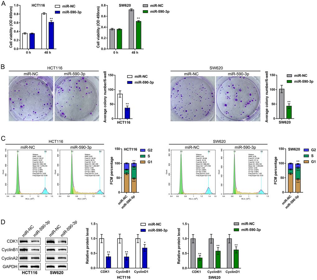 Effects of miR-590-3p on CRC cell proliferation and cell cycle progression. HCT116 and SW620 cells were transfected with miR-590-3p, and (A) cell viability was examined by CCK-8 assay; (B) colony formation capacity was examined by colony formation assay; (C) cell cycle progression was examined by flow cytometry; (D) the protein levels of CDK1, cyclin B1, and cyclin A2 were examined by immunoblotting. **P 