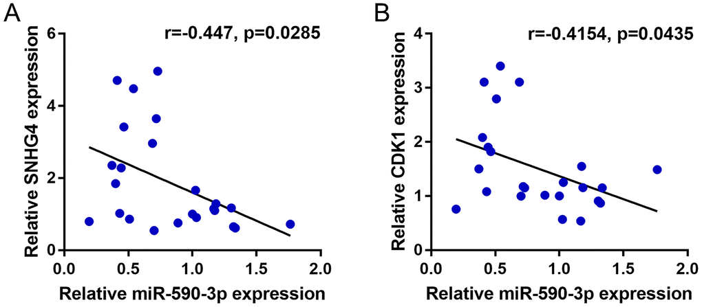 Correlation of miR-590-3p expression with SNHG4 and CDK1 expression. (A–B) The correlations between miR-590-3p and SNHG4 and between miR-590-3p and CDK1 was determined using Pearson’s correlation analysis.