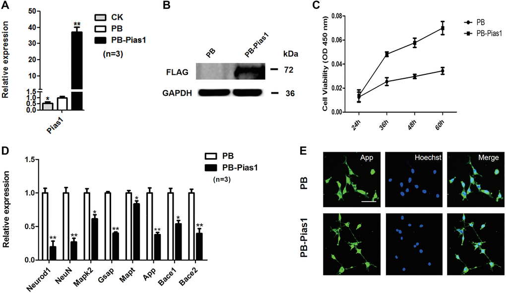 Overexpression of Pias1 regulates AD marker gene expression and cell proliferation in HT-22 cells. (A) qRT-PCR analysis of Pias1 mRNA expression in the hippocampal neuronal HT22 cells transfected with the indicated transgenes. Data represent the mean ± SD of three biological replicates. *p **p B) Western blot analysis of PIAS1 in the hippocampal neuronal HT22 cells with stable Pias1 transgenic expression. (C) Cell proliferation was determined by CCK-8 assays in HT-22 cells transfected with PiggyBac vector (PB) or PB-Pias1. Data represent the mean ± SD. *p **p D) qRT-PCR analysis of Neurod1, NeuN, Mapk2, Gsap, Mapt, App, Bace1 and Bace2 expression levels in PB and PB-Pias1 hippocampal neuronal HT22 cells. Data are presented as the mean ± SD of three independent experiments. *p **p E) Immunofluorescence staining of APP in the hippocampal neuronal HT22 cells overexpressing PB-Pias1. Bar: 100 μm.