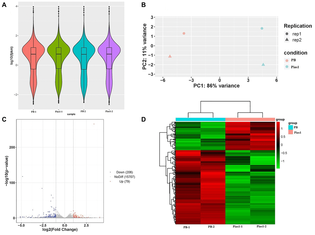 RNA-seq data quality and DEG analysis. (A) The violin plot based on values of log10 (fpkm) showed the whole gene expression distribution of four groups, including PB-1, PB-2, Pias1-1 and Pias1-2. (B) The PCA plot showed how well the four sequencing samples (PB-1, PB-2, Pias1-1 and Pias1-2) are separated from each other. (C) The scatter plot showed the results of DEGs based on the values of log2 (fold change) and -log10 (p value), including 206 downregulated genes, 79 upregulated genes and 15707 genes with no significant differences. (D) The heatmap showed the expression patterns of 285 significantly dysregulated genes with FC greater than 2 and p value less than 0.05, including 79 upregulated genes and 206 downregulated genes, by comparison of the Pias1/+ group to the WT group.