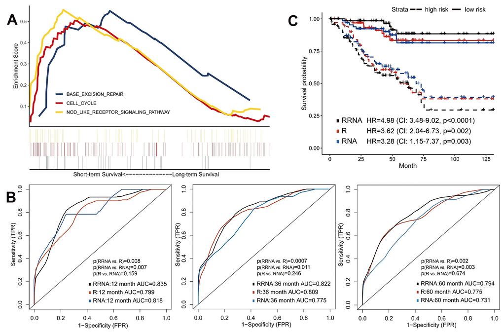 Predictive models of survival integrating radiomics with transcriptomics features. (A) Gene Set Enrichment Analyses showed three representative pathways enriched in short-term survivors of training set. (B) Predictive power of models using radiomics (R), transcriptomics (RNA) or integration of radiomics and transcriptomics (RRNA) in validation set. (C) Kaplan-Meier curves of validation set stratified by these models.
