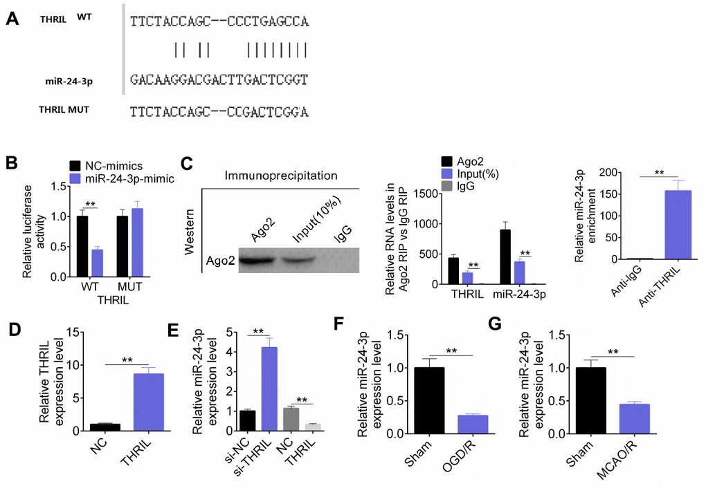 LncRNA THRIL targets and regulates the expression of miR-24-3p. (A) The binding site was predicted. (B) The dual luciferase reporter assay was performed to verify the combination of THRIL and miR-24-3p. (C) RIP experiment was performed to prove the combination of THRIL and miR-24-3p. (D) RT-qPCR detected THRIL overexpression efficiency. (E) RT-qPCR detected the expression of miR-24-3p in SH-SY5Y cells with THRIL knockdown or overexpression. (F) RT-qPCR detected the expression of miR-24-3p in OGD/R models. (G) RT-qPCR detected mRNA levels of miR-24-3p in MCAO. Data are shown as mean ± SD for three-independent experiments. **P 