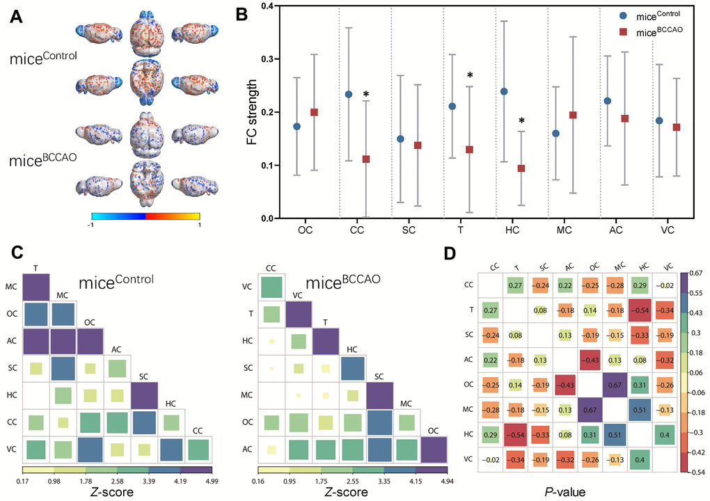Effect of BCCAO microbiota on brain structure and function. (A) Virtual graphics show brain functional connectivity (FC) in micecontrol and miceBCCAO. (B) The mean functional connectivity strength per brain network. * denotes P C) The mean FC matrices show the strength of functional connectivity between pairs of brain regions in control and BCCAO-treated groups. The color scale represents the strength of functional connectivity. (D) Correlation analyses of 8 regions of interest (ROIs) in the mouse brain. The brain regions analyzed include orbitofrontal cortex (OC), cingulate cortex (CC), somatosensory cortex (SC), thalamus (T), hippocampus (HC), motor cortex (MC), auditory cortex (AC), and visual cortex (VC).