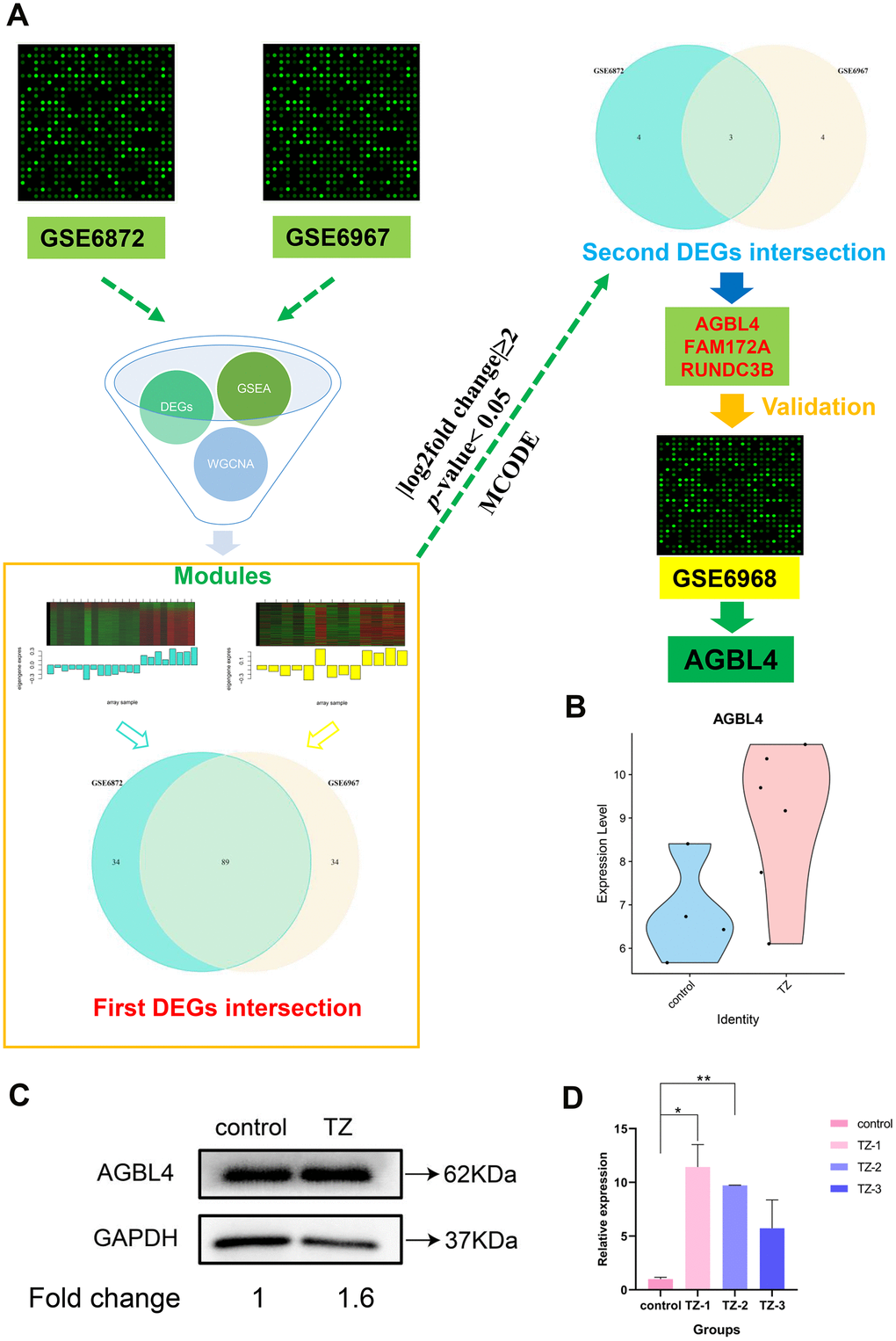 The flowchart of the whole analysis process and AGBL4 gene validation. (A) The flowchart of the whole analysis process. After collecting the datasets GSE6872 and GSE6967, we combined differentially expressed gene screening, GSEA analysis, and WGCNA analysis to narrow down the most relevant modules (separately colored with turquoise and yellow) between the two datasets. Subsequently, after two intersections, three DEGs were screened. Then, we substituted these three differentially expressed genes into the other dataset (GSE6968) for validation and found that only AGBL4 gene had an identical expression trend to the first two datasets (GSE6872 and GSE6967). (B) AGBL4 gene validation in another dataset GSE6968. TZ, teratozoospermia samples; control, healthy samples. (C) AGBL4 gene expression validation using western blotting. TZ, teratozoospermia samples; control, healthy samples. The fold change calculation was finished based on gray intensities of protein bands. (D) AGBL4 gene expression validation using qRT-PCR. TZ, teratozoospermia samples; control, healthy samples.