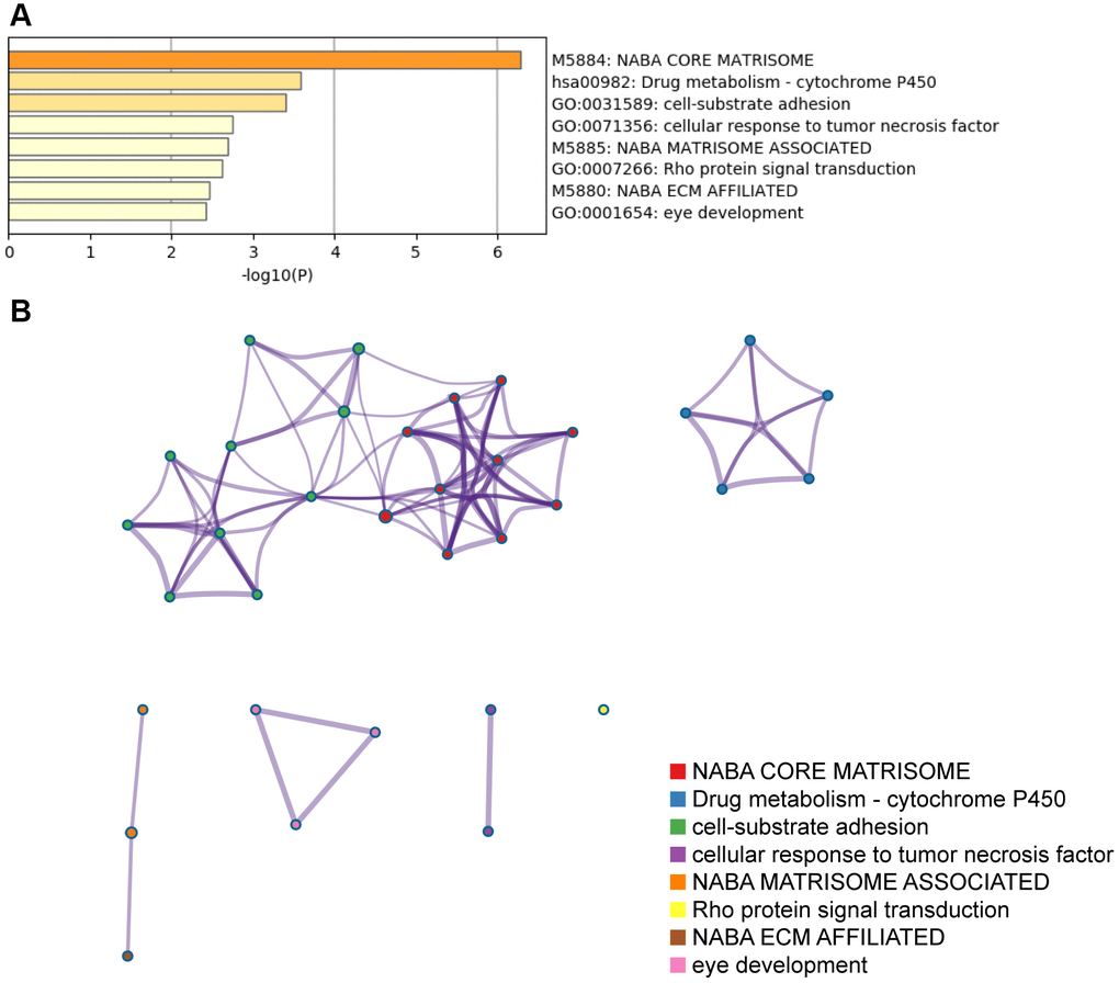 The top GO terms and pathways related to top 100 NID1-related genes in GBM tissues. (A) Heatmap shows top GO terms and (KEGG/Canonical) pathways related to the top 100 NID1-related genes expressed in GBM tissues. The -log10P values are plotted on the X-axis. (B) The network of enriched gene sets representing the top 100 NID1-related genes expressed in GBM tissues.