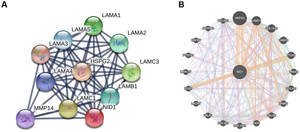 PPI networks of NID1 and its interacting protein partners. (A) PPI network constructed using the STRING database shows NID1 and the NID1-interacting proteins. The line thickness indicates strength of interaction between any two proteins. (B) GeneMANIA database analysis shows that NID1 interacts with ECM proteins such as HSPG2, LAMC1, and others.