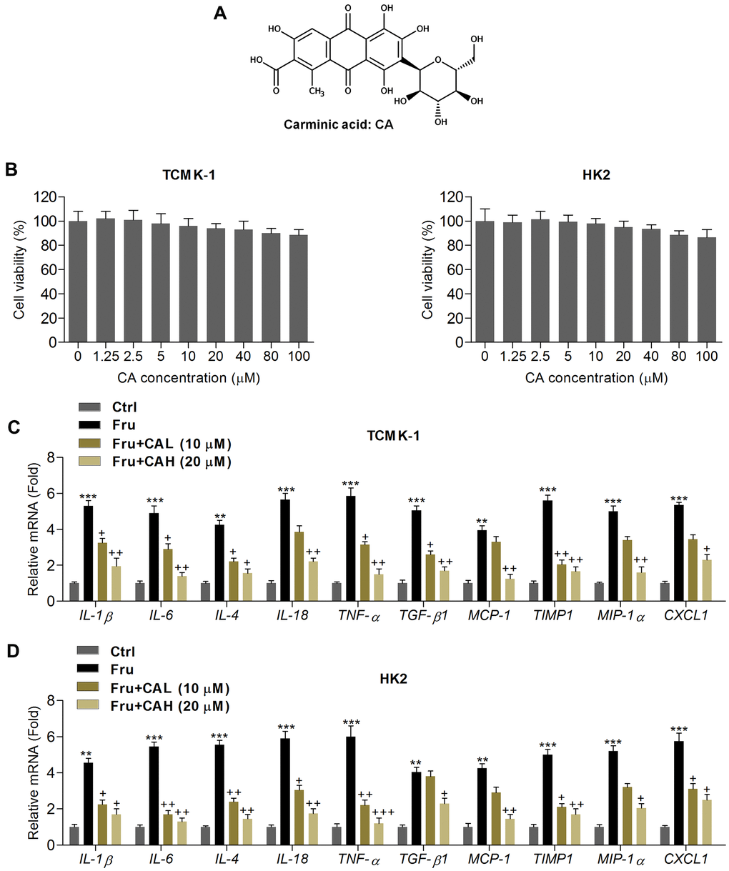 Carminic acid reduces inflammatory response in Fru-incubated cells. (A) Chemical structure of Carminic acid (CA). (B) The mouse tubular epithelial cell line TCMK-1 and human kidney cell line of HK2 were incubated with CA (0, 1.25, 2.5, 5, 10, 20, 40, 80 and 100 μM) for 24 h. Then, all cells were collected for cell viability measurement using MTT analysis. (C, D) TCMK-1 and HK2 cells were exposed to Fru (5 mM) for 24 h with or without CA (10 and 20 μM). Then, all cells were harvested for the calculation of inflammatory factors using RT-qPCR analysis. The results are expressed as the means ± SEM. n = 4 in each group. **P***P+P++P