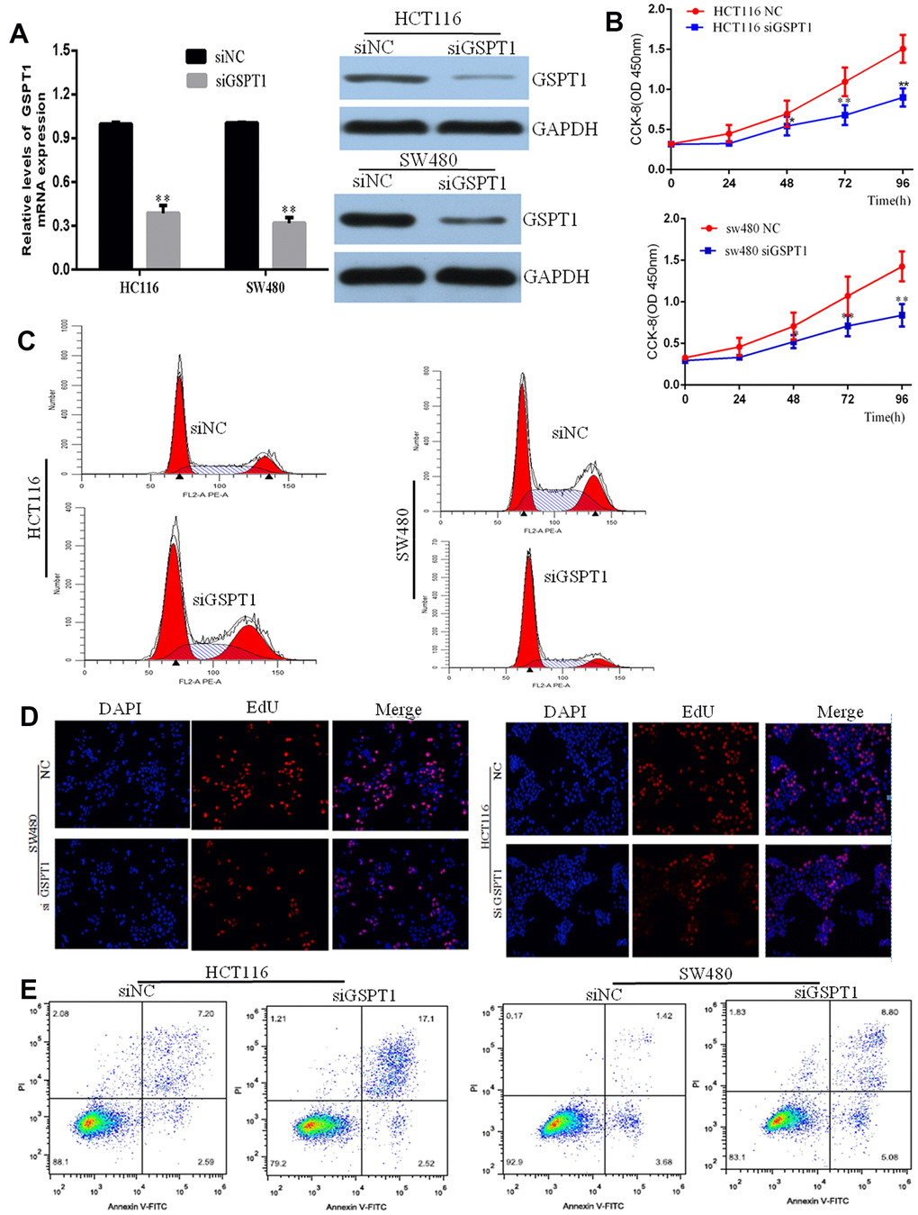 Knockdown inhibits GC cell proliferation, colony formation, and stimulates apoptosis. (A) Efficiency of siGSPT1 was evaluated by qRT-PCR and western blot. (B) HCT116 and SW480 cells were transfected with siGSPT1 or scramble control, and then assessed for cell growth rate at 48 and 72 h in CKK8 assay. (C) Effect of silencing GSPT1 on cell cycle of colon cancer cells HCT116 and SW480. (D) EdU assay to detect the effect of silencing GSPT1 on DNA synthesis of colon cancer cells HCT116 and SW480. (E) Apoptosis rate in the GSPT1 knockdown group was increased. ** P 