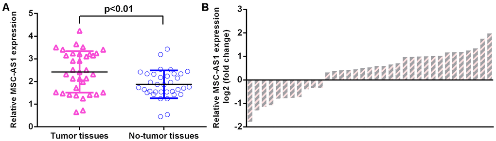 MSC-AS1 was upregulated in GC specimens. (A) MSC-AS1 was upregulated in GC specimens compared with paired normal specimens. (B) The level of MSC-AS1 was upregulated in 29 GC specimens (72.5%, 29/40) compared to their paired normal specimens. GAPDH was used as the internal control.