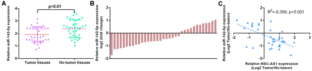 miR-142-5p was downregulated in GC specimens. (A) miR-142-5p was downregulated in GC specimens compared to paired normal specimens. (B) The level of miR-142-5p was decreased in 28 GC specimens (70.0%, 28/40) compared to their paired normal specimens. (C) MSC-AS1 expression was inversely correlated with miR-142-5p expression in GC specimens. U6 was used as the internal control.