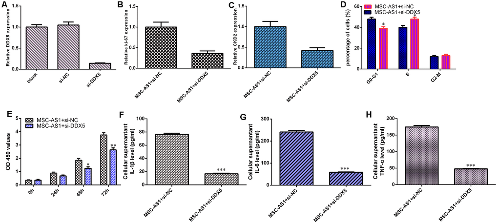 MSC-AS1 induced cell growth, cycle and inflammatory mediators secretion via modulating DDX5. (A) The level of DDX5 was measured by qRT-PCR analysis. (B) The expression of ki-67 was measured by qRT-PCR assay. (C) The expression of CKD2 was detected by qRT-PCR assay. (D) Inhibition expression of DDX5 decreased cell cycle in MSC-AS1-overexpressing HGC-27 cell. (E) Cell proliferation was measured by analyzed with CCK-8 assay. (F) The expression of IL-1β was measured by ELISA. (G) The expression of IL-6 was measured by ELISA. (H) The expression of IL-6 was detected by ELISA. *p