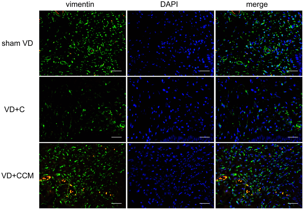 BMSC-CCM treatment accelerated the survival of fibroblasts in AVW. The number of vaginal wall fibroblasts in rats was assessed by observing vimentin-positive cells (magnification, ×400). Scale bar = 40 μm. BMSC-CCM, bone marrow stem cell-concentrated conditioned medium; VD, vaginal distention; VD + C, VD + control medium group; VD + CCM, VD + BMSC-CCM group.
