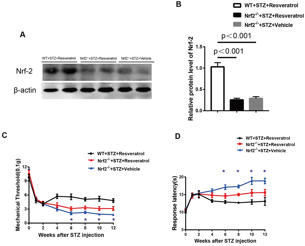 (A, B) Quantification by Western blot analysis showed that Nrf2 decreased in the Nrf2-/-+STZ+Vehicle and Nrf2-/-+STZ+Resveratrol nerve, compared with WT+STZ+Resveratrol mice at 12 weeks after STZ injection (n = 3 nerves for each group, each nerve was repeated 3 times, data are represented as the mean ± SEM). (C, D) Mechanical nociceptive thresholds: ordinates represent the filament weight (0.1g) in which the animal responds in of presentations. Thermal nociceptive threshold: the axis of ordinates represents the time (seconds) the animal takes to withdraw its paw. (2 weeks after STZ induction, mice were treated with Resveratrol or Vehicle (DMSO), n = 10 mice for each group, data are represented as the mean ± SEM).