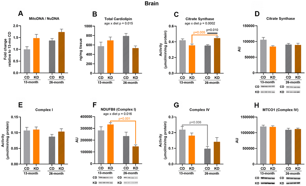Markers of mitochondrial content in brain of male mice after 1 month (13 months of age) and 14 months (26 months of age) on diet (n=4-6). (A) Mitochondrial to nuclear DNA ratio. Quantification of (B) total cardiolipin. Enzymatic activities for (C) citrate synthase, (E) Complex I, and (G) Complex IV. Quantification of (D) citrate synthase, (F) NDUFB8, and (H) MTCO1 protein levels by western blots. Diets: CD = control, KD= Ketogenic. Ages: solid bar = 13 months, dashed bar = 26 months. Values are expressed as mean ± SEM. 2-way ANOVAs followed by Bonferroni post hoc tests.
