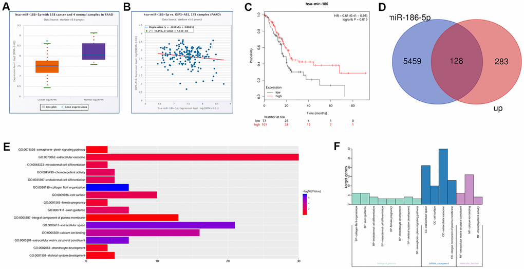 OIP5-AS1 is involved in the regulation of NGFR by miR-186-5p. (A) Expression characteristics of miR-186-5p in pancreatic cancer. (B) Relationship between OIP5-AS1 and miR-186-5p. (C) Relationship between miR-186-5p and the survival rate. (D) Venn diagram of the upregulated genes in GSE28735 and target gene of miR-186-5p. (E, F) GO analysis of 97 common genes.