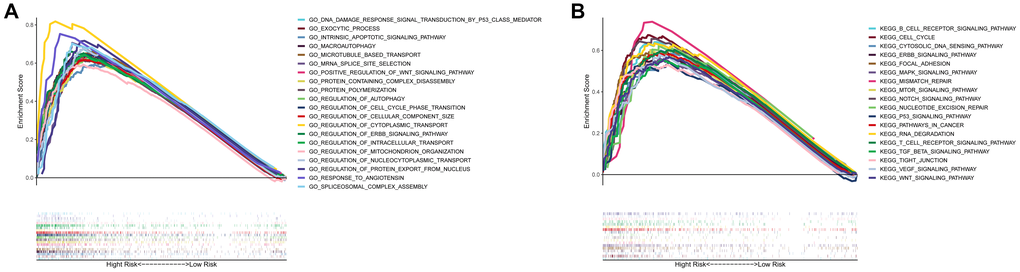 Gene set enrichment analysis of biological functions and pathways. (A) GO, Gene Ontology. (B) KEGG, Kyoto Encyclopedia of Genes and Genomes.