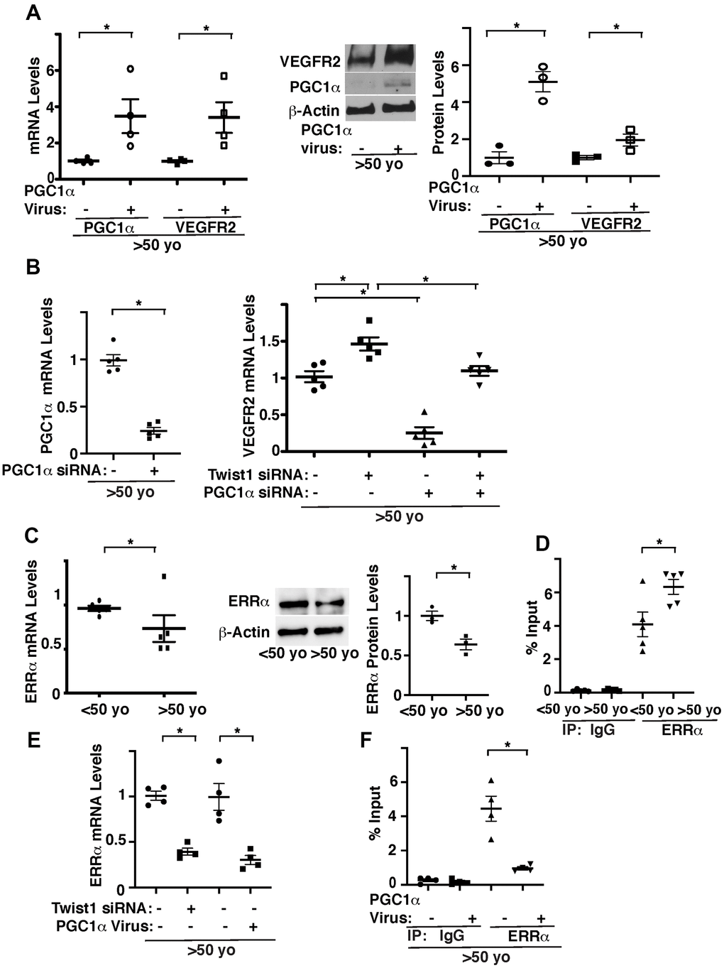Twist1 controls age-dependent decline in VEGFR2 expression through PGC1α. (A) Graph showing the mRNA levels of PGC1α and VEGFR2 in aged (>50 years old) human adipose ECs treated with lentivirus overexpressing PGC1α or control virus (vector alone) (left, n=4, mean ± s.e.m., *, pmiddle). Graph showing VEGFR2 and PGC1α protein levels normalized by β-actin protein levels in aged human adipose ECs treated with lentivirus overexpressing PGC1α or control virus (right, n=3, mean ± s.e.m., *, pB) Graph showing the mRNA levels of PGC1α in aged human adipose ECs treated with PGC1α siRNA or control siRNA with irrelevant sequences (left, n=5, mean ± s.e.m., *, pright, n=5, mean ± s.e.m., *, pC) Graph showing the mRNA levels of ERRα in young vs. aged human adipose ECs (left, n=5, mean ± s.e.m., *, pmiddle). Graph showing ERRα protein levels normalized by β-actin protein levels in young vs. aged human adipose ECs (right, n=3, mean ± s.e.m., *, pD) ChIP analysis showing the immunoprecipitation levels of VEGFR2 promoter coimmunoprecipitating with control IgG or ERRα antibody in human adipose ECs isolated from young (50 years old) adipose tissues (n=5, mean ± s.e.m., *, pE) Graph showing the mRNA levels of ERRα in aged human adipose ECs treated with Twist1 siRNA or PGC1α virus (n=4, mean ± s.e.m., *, pF) ChIP analysis showing the immunoprecipitation levels of VEGFR2 promoter coimmunoprecipitating with control IgG or ERRα antibody in human adipose ECs isolated from old (>50 years old) adipose tissues treated with PGC1α virus or control virus (n=4, mean ± s.e.m., *, p