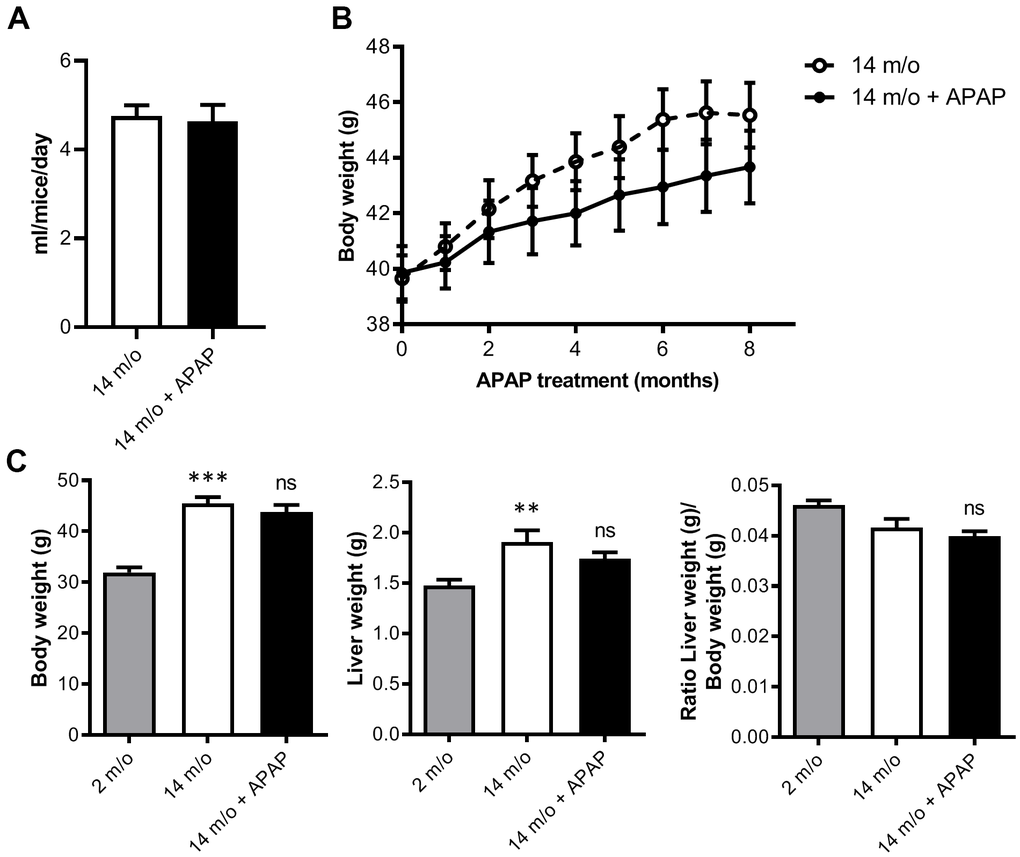 Chronic APAP treatment at an infratherapeutic dose does not change body and liver weight. (A) Mean daily water consumption. (B) Body weight of mice throughout 8 months of APAP treatment. (C) Comparison of the body weight, liver weight and liver-to-body weight ratio of 2 m/o, 14 m/o and 14 m/o + APAP mice. Data are represented as the mean ± S.E.M. (n = 17-21 mice per group). Statistical analysis was performed by Mann-Whitney test (A), ANOVA test for repeated-measures (B) and Kruskal-Wallis or Brown-Forsythe and Welch ANOVA test followed by their respective post-hoc test (C). ** P P vs. 2 m/o; ns vs. 14 m/o.