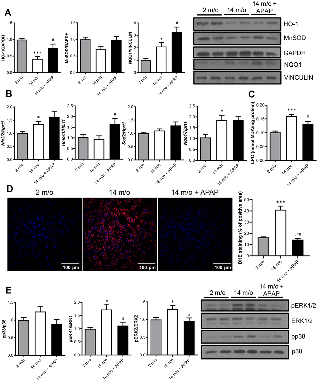 Chronic APAP administration at an infratherapeutic dose increases Nrf2-targets HO-1, NQO1 and MnSOD and enhanced antioxidant capacity. (A) Representative Western blots showing HO-1, MnSOD and NQO1 protein levels in liver extracts from 2 m/o, 14 m/o and 14 m/o + APAP mice. GAPDH and VINCULIN levels were used as loading controls (n = 6-14 mice per group) (see original western blot in Supplementary Figure 6). (B) Liver mRNA expression of Nfe2l2, Hmox1, Sod2 and Nqo1 from 2 m/o, 14 m/o and 14 m/o + APAP mice, analyzed by qRT-PCR. Values have been normalized against Hprt1 mRNA, and expressed as fold of change vs. 2 m/o (n = 6-8 mice per group). (C) Hepatic LPO levels of 2 m/o, 14 m/o and 14 m/o + APAP mice (n = 6-8 mice per group). (D) Detection of O2•− in frozen liver sections from 2 m/o, 14 m/o and 14 m/o + APAP group mice using DHE (n = 5 mice per group). (E) Representative Western blots showing phospho-ERK1/2 and phospho-p38 MAPK protein levels. Total ERK1/2 and p38 MAPK levels were used as loading controls, respectively (n = 9-14 mice per group) (see original western blot in Supplementary Figure 7). For (A, E), graphs depict densitometric quantifications of the indicated protein levels. Data are represented as the mean ± S.E.M. Statistical analysis was performed by Kruskal-Wallis, one-way ANOVA or Brown-Forsythe and Welch ANOVA test followed by their respective post-hoc test. * P P vs. 2 m/o; #P ###P vs. 14 m/o.