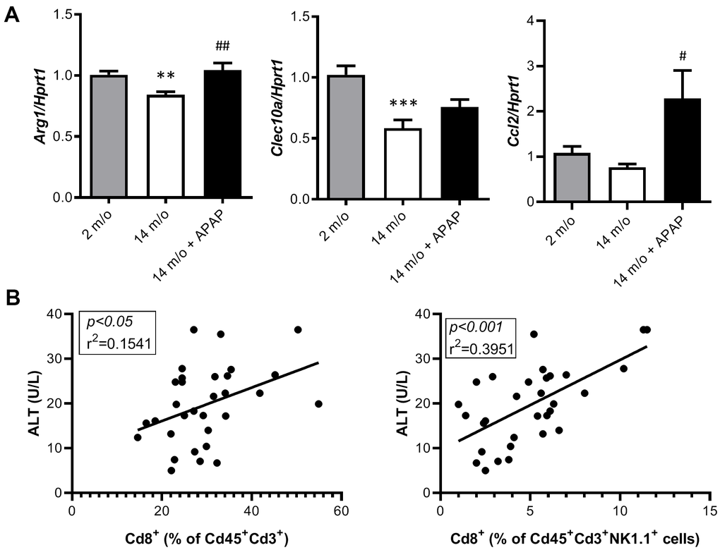 Analysis of markers of the M2 anti-inflammatory response and correlation of Cd8+ T cells with ALT. (A) mRNA expression of Arg1, Clec10a and Ccl2 in livers from 2 m/o, 14 m/o and 14 m/o + APAP mice, analyzed by q-PCR. Values were normalized against Hprt1 mRNA and expressed as fold of change vs. 2 m/o. (B) Linear regression between plasma ALT activity levels and the 2 populations of Cd8+ cells from 2 m/o, 14 m/o, and 14 m/o + APAP mice. Data are expressed as the mean ± S.E.M. (n = 6-16 (A), 9-12 (B) mice per group). Statistical analysis was performed by Kruskal-Wallis or one-way ANOVA test followed by their respective post-hoc test. ** P P vs. 2 m/o; #P ##P vs. 14 m/o.