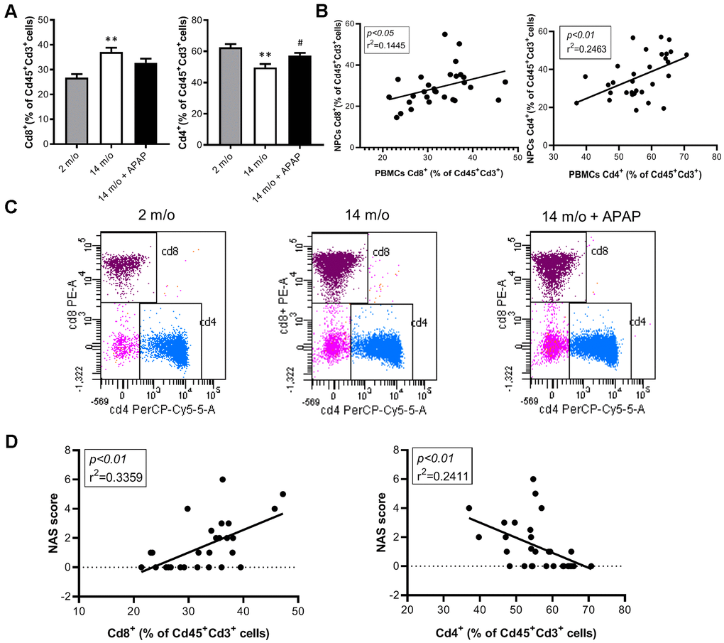 Analysis of lymphoid populations in PBMCs from 2 m/o, 14 m/o and 14 m/o + APAP mice by flow cytometry. (A) Percentage of Cd8+ (left) and Cd4+ (right) from Cd45+Cd3+ cells. (B) Linear regression between populations in NPCs and PBMCs from 2 m/o, 14 m/o and 14 m/o + APAP mice. (C) Representative images of flow cytometry analysis. (D) Linear regression between Cd8+ cells (left) and Cd4+ cells (right) in PBMCs and the NAS score from 2 m/o, 14 m/o and 14 m/o + APAP mice. Data are represented as the mean ± S.E.M. (n = 7-11 mice per group). Statistical analysis was performed by Brown-Forsythe and Welch ANOVA test followed by their respective post-hoc test. ** P vs. 2 m/o; #P vs. 14 m/o.