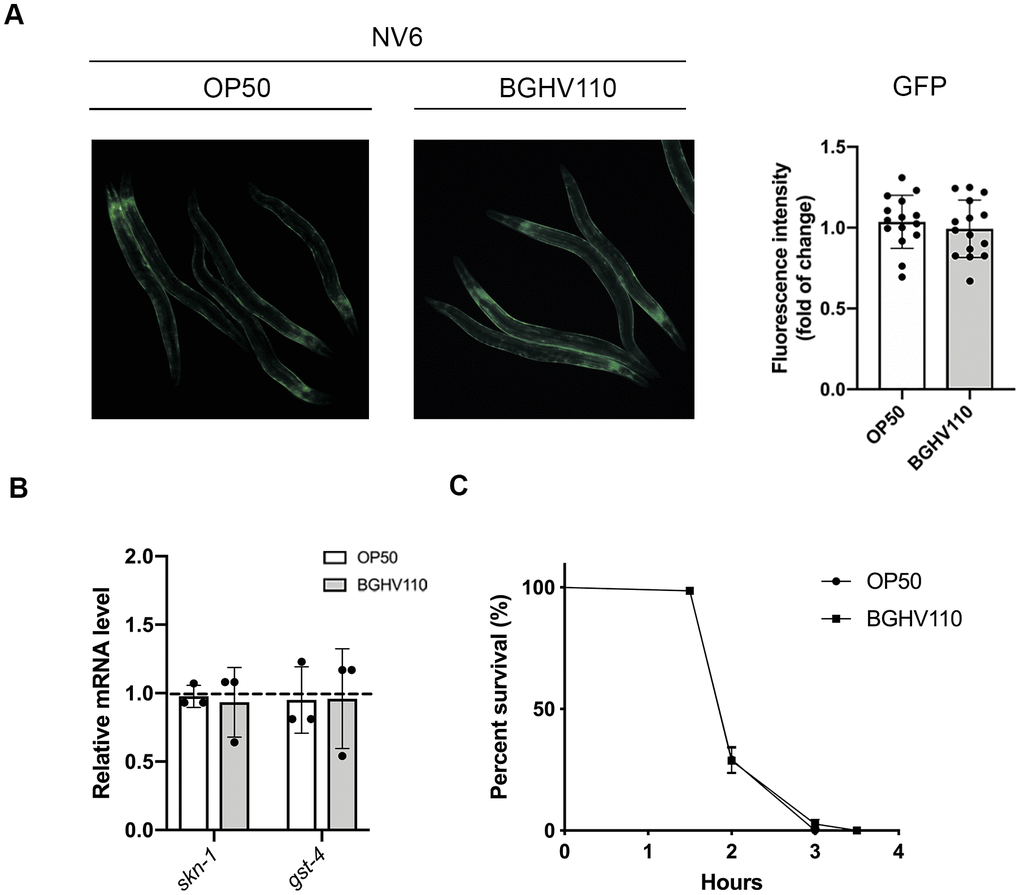 Heat-inactivated Lb. fermentum BGHV110 effects on the SKN-1 detoxification pathway. GFP fluorescence intensity was visualized by fluorescence microscopy (A, left panel) and intensity was quantified (A, right panel) in day 1 adult NV6 transgenic animals expressing GFP under the gst-4 promoter after overnight BGHV110 treatment (n=10, results are representative of 3 independent assays). (B) Expression of skn-1 and gst-4 genes was measured by qRT-PCR in L4 stage WT animals after 6 h of treatment with BGHV110 (n=3, three independent experiments). (C) Overnight OP50 and BGHV110 treated WT animals were exposed to 20 mM H2O2 on day 1 of adulthood and assayed for survival 4 h later. All values are presented as mean ± SD. Student’s t-test was used to compare the treated group relative to control. The log-rank (Mantel-Cox) test was used to assess the p-value in the H2O2 assay.