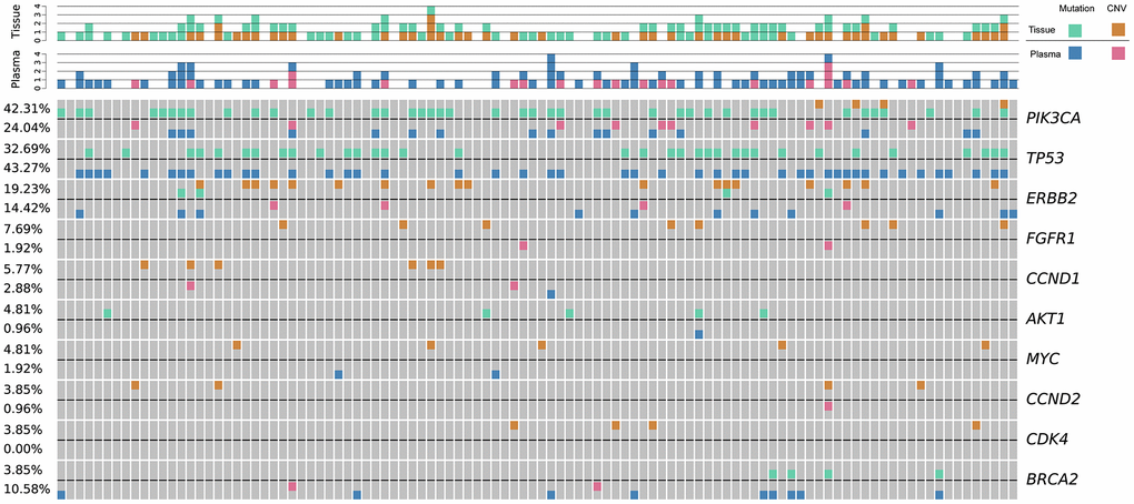 The genetic landscape of tissue DNA and plasma ctDNA alterations in Chinese breast cancer patients. Green and orange colors represent mutations, and CNV detected in tissue samples, respectively; blue and pink colors represent mutations, and CNV detected in cfDNA samples, respectively. Each column represents one patient. Each row represents one gene. The top bar denotes the number of mutations detected in each patient. The sidebar represents the proportion of patients with a mutation in a certain gene. CNV, copy number variation; ctDNA, circulating tumor-derived DNA; cfDNA, cell-free DNA.