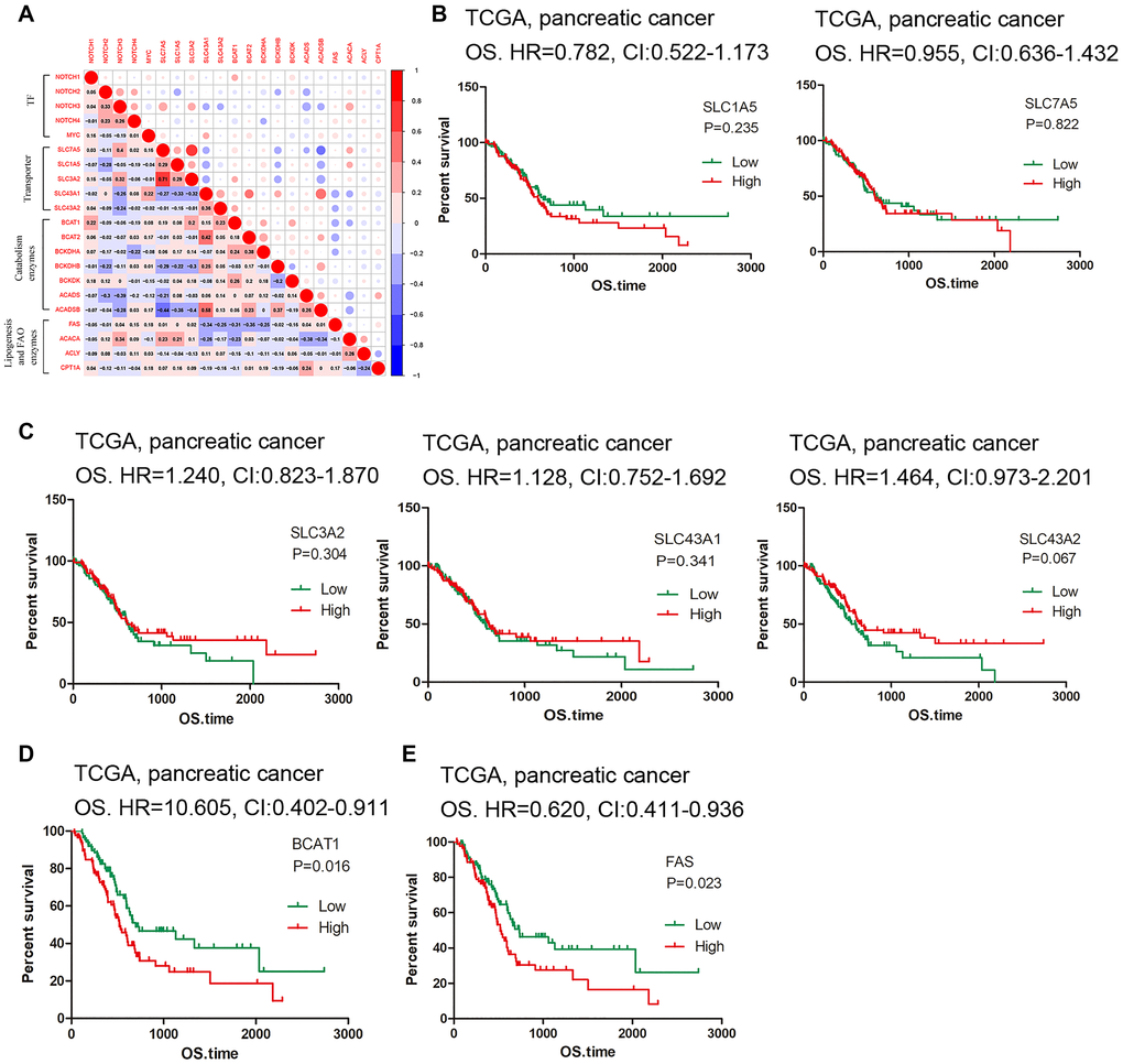 Correlation and survival analysis of the hub genes. (A) Matrix showing degree of correlation among the selected genes. (B–C) Survival curves of SLC carriers. (D–E) High expression of BCAT1 and FAS indicated low survival rate.