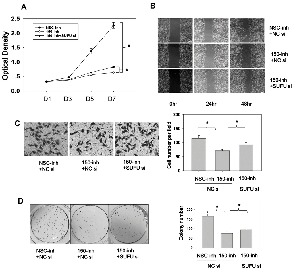 SUFU mediates the carcinogenic action of miRNA-150. (A) MiRNA-150 inhibition decreased BGC-823 cell proliferation, and SUFU siRNAs rescued this inhibition. Cell proliferation was measured 48 h after transfection with miRNA-150 inhibitors or co-transfection with 150-inh and SUFU siRNAs. (B, C) MiRNA-150 inhibition suppressed the migratory ability of BGC-823 cells, whereas SUFU siRNAs restored this ability. (B) A wound healing assay was performed 48 h after transfection. (C) A Transwell assay was conducted 48 h after transfection. Five randomly chosen fields in each well were counted. (D) The colony-forming ability of cells was impaired by miRNA-150 inhibitors, while SUFU siRNAs restored this ability. A colony formation assay was performed 48 h after transfection with miRNA-150 inhibitors or co-transfection with 150-inh and SUFU siRNAs. Each experiment was repeated three times. *p