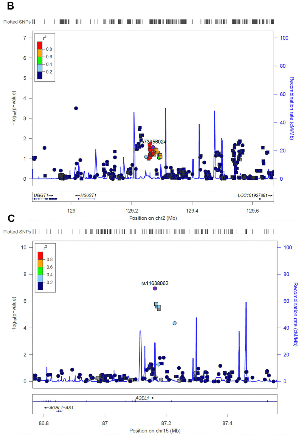 Regional association plot of the novel loci. Association of SNPs at 15q25.3 with ALL susceptibility in adult (A) and childhood (B). (C) Association of SNPs at 2q14.3 with ALL susceptibility in all-age patients. Genotyped and imputed SNPs were labeled in circles and squares, respectively.