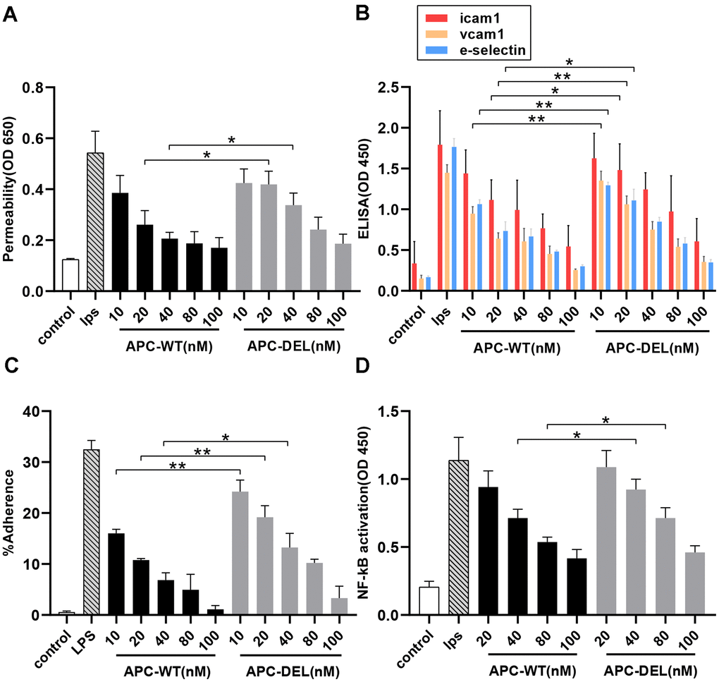 Anti-inflammatory activity of APC derivatives using cellular assays. The anti-inflammatory activity of different concentrations of APC derivatives was assessed using four cellular assays as described in the “Methods” section. All results are presented as means ± SD of three different experiments. The significance level, *P P P A) Protective effects of APC-WT and APC-DEL on the endothelial cell permeability in response to LPS. The permeability was determined spectrophotometrically at 650 nm. (B) Effects of APC-WT and APC-DEL on LPS-induced expression of cell adhesion molecules, ICAM-1, VCAM-1, and E-selectin, on the surface of endothelial cells. The expression was measured using an ELISA kit and detected at 450 nm. (C) The inhibitory effect of APC-WT and APC-DEL on the adherence of THP-1 cells to LPS-activated endothelial cells. The percentage of adherent THP-1 cells was calculated using the following formula: % adherence = (adherent signal/total signal) x 100. (D) The inhibitory effect of APC-WT and APC-DEL on LPS-induced NF-κB activation. The degree of activation of NF-κB was measured using an ELISA kit and detected at 450 nm.