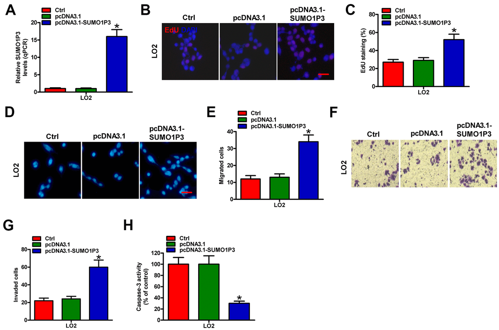 SUMO1P3 upregulation endowed the malignancies of normal liver cells. LO2 cells were not transfected (control) or transfected with pcDNA3.1-SUMO1P3 or pcDNA3.1 plasmids. (A) The expression of SUMO1P3 was detected by qPCR assays. GAPDH was used as the endogenous control. (B) EdU staining was used to detect cell proliferation. Scale bar: 5 μm. (C) Percentage of EdU-positive staining in (B). Transwell assays were performed to evaluate the migration (D) and invasion (F) of MHCC97H and HepG2 cells. 100 × magnification in (F). The numbers of migrated (E) and invaded (G) cells were calculated. (H) LO2 cells subjected to 24 h of serum starvation were untransfected (control) or transfected with pcDNA3.1-SUMO1P3 or pcDNA3.1 plasmids. Caspase-3 activity was detected by using a commercial kit. All data are represented as the mean ± SD of three replicates. *P 