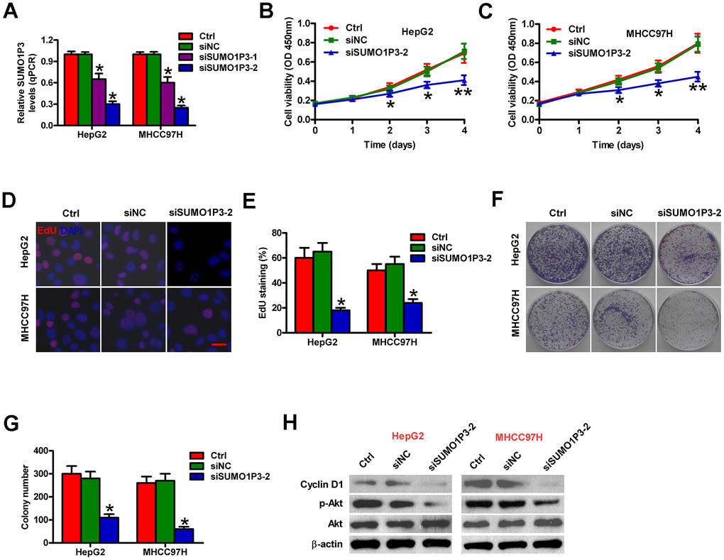 Inhibitory effects of SUMO1P3 knockdown on HCC cell proliferation in vitro. MHCC97H and HepG2 cells were not transfected (control) or transfected with siSUMO1P3 or siNC. (A) The expression of SUMO1P3 was detected by qPCR assays. GAPDH was used as the endogenous control. (B, C) Cell viability was measured using CCK8 assay at 1, 2, 3, and 4 days after transfection. (D) EdU staining was used to detect cell proliferation. Scale bar: 5 μm. (E) Percentage of EdU-positive staining in (D). (F) Representative photos of colony formation. (G) Colony number was calculated in (F). (H) Western blot was conducted to analyze the expression of cyclin D1, p-Akt, and Akt. β-actin was used as endogenous control. All data are represented as the mean ± SD of three replicates. *P 