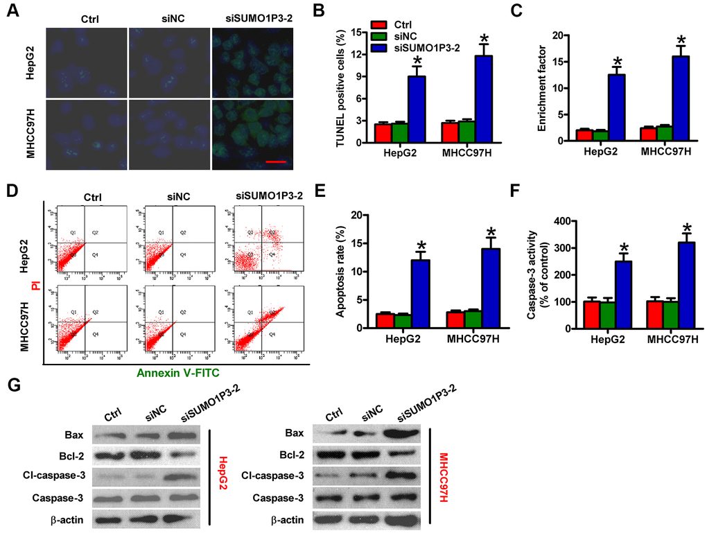 SUMO1P3 silencing induced HCC cell apoptosis in vitro. MHCC97H and HepG2 cells were not transfected (control) or transfected with siSUMO1P3-2 or siNC. Cell apoptosis was measured via TUNEL (A, B), DNA fragmentation (C) and flow cytometry (D) assays. Scale bar in (A): 10 μm. (E) The percentage of apoptotic cells in (D) was assessed. (F) Caspase-3 activity was detected by using a commercial kit. (G) The levels of Bax, Bcl-2, cl-caspase-3, and caspase-3 were analyzed via Western blot. β-actin was used as endogenous control. All data are represented as the mean ± SD of three replicates. *P 