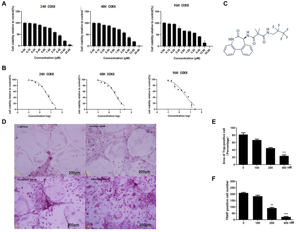 RANKL-Induced osteoclast formation in vitro was down-regulated by RO4929097. (A) RO4929097cytotoxicity. (B) The results showed that the IC50 of RO4929097 at different time points in the BMMs was 4.44 μM, 3.66 μM, and 2.93 μM, respectively. (C) The chemical structural formula of RO4929097 (provided by Selleck). (D) BMMs were simulated with different concentrations of RO4929097 combined with M-CSF (33.3 ng/mL) and RANKL (100 ng/mL) for five days. Cells were fixed in 4% paraformaldehyde and stained for TRAP. (E and F) The area and number of TRAP-positive cells. The data were presented as the mean ± SD (*p **p ***p 