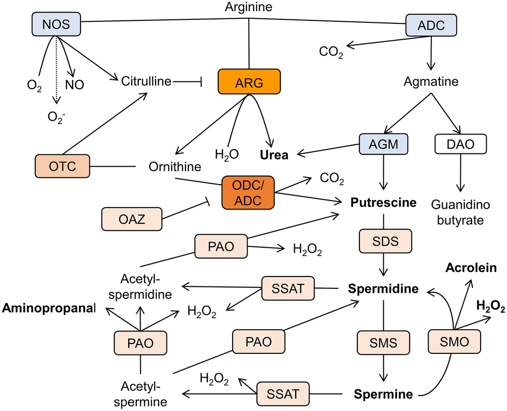 Schematic representation of the polyamine metabolism pathways in AD brain. Arginine is the mutual substrate for arginase (ARG), arginine decarboxylase (ADC), and nitric oxide synthase (NOS). Ornithine decarboxylase (ODC) decarboxylases ornithine to produce putrescine. Spermidine/spermine acetyltransferase (SSAT) catalyzes the acetyl-group transfer from acetyl-coenzyme A to the aminopropyl end of spermidine or spermine, producing acetylspermidine and acetylspermine. Acetylated polyamines are oxidized by polyamine oxidase (PAO) to produce hydrogen peroxide (H2O2), aminopropanal, and either putrescine or spermidine. Otherwise, spermine can be directly oxidized to spermidine by spermine oxidase (SMO) generating H2O2 and aminopropanal, which is spontaneously converted to acrolein. Other abbreviations: ornithine transcarbamylase (OTC), agmatinase (AGM), ODC antizyme (OAZ), spermidine synthase (SDS), spermine synthase (SMS), diamine oxidase (DAO). Rectangles’ color reflects the level of enzymes’ expression in relation to the healthy brain. Blue- reduction, shades of orange- increase in levels (arbitrary scale).