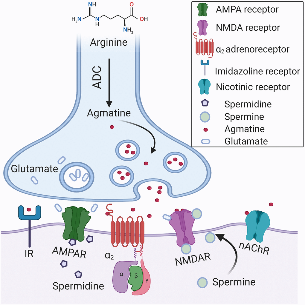 A hypothetical synapse diagram. Arginine decarboxylase (ADC) converts arginine into agmatine and carbon dioxide. Agmatine is a neurotransmitter that is synthesized, stored in vesicles, and released following depolarization. Agmatine binds with high affinity to α2-adrenoceptors (α2) and imidazoline receptors (IR). It antagonizes glutamatergic NMDA, AMPA, and nACh receptors. Polyamines, spermine, and spermidine modulate the activation of NMDA receptors via a unique allosteric regulatory site at the extracellular domain. The pore of ionotropic glutamate receptors is easily accessible to cationic polyamines, which are capable of blocking the ions movement via the channels. Polyamines efficiently block ACh-induced currents via nAChR.