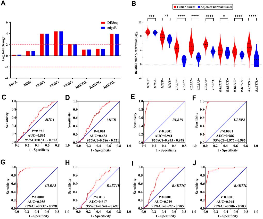 The differential expression and diagnostic ROC curves of NKG2DL genes in COAD. (A, B) The differential expression of NKG2DL genes in COAD: (A) Differential expression in the Edger and DESeq; (B) Expression distribution in TCGA; (C–J) The diagnostic ROC curves of NKG2DL genes in distinguish COAD tumor tissues and adjacent normal tissues in TCGA cohort: ROC curves of MICA (C); MICB (D); ULBP1 (E); ULBP2 (F); ULBP3 (G); RAET1E (H); RAET1G (I); RAET1L (J). Notes: COAD: colon adenocarcinoma; NKG2DL, Natural Killer Group 2 MemberD Ligand; ULBP: unique long 16 (UL16)-binding protein; MIC: Human Major Histocompatibility Complex (MHC) class I polypeptide-related sequence; TCGA: The Cancer Genome Atlas; NS: not significant; ROC: receiver operating characteristic; AUC: area under the curve; CI: confidence interval. * P