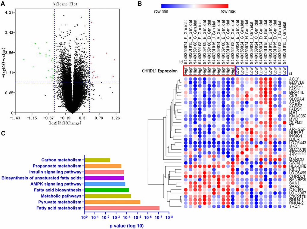 Associations between genome-wide expression profiles and CHRDL1 expression. (A) The Volcano plots of the gene expression when divided the PCOS cases into two groups according to the CHRDL1 expression. (B) The heatmap of the DEGs. (C) The KEGG Pathway enrichment analysis of the DEGs.