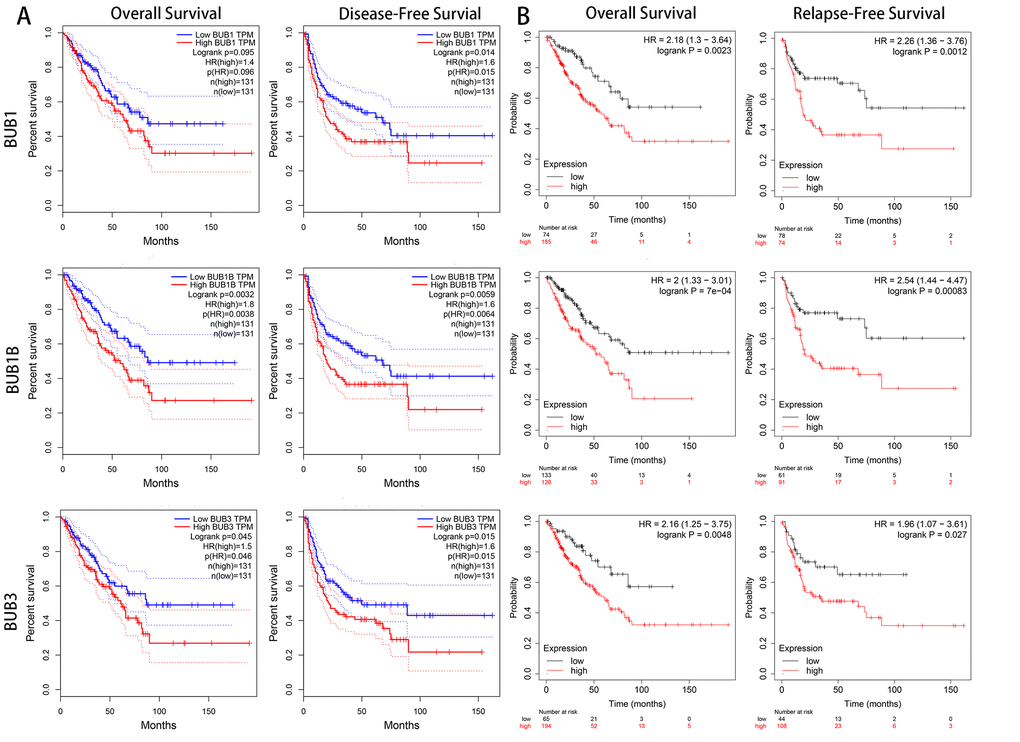 The prognostic value of mRNA level of BUB factors in sarcoma patients (GEPIA and kaplan meier plotter). The prognostic value of mRNA level of BUB factors in sarcoma patients was analyzed by (A) GEPIA and (B) Kaplan Meier Plotter. Higher expression of BUBs is associated with worse survival. HR, hazard ratio; TPM, Transaction per million.