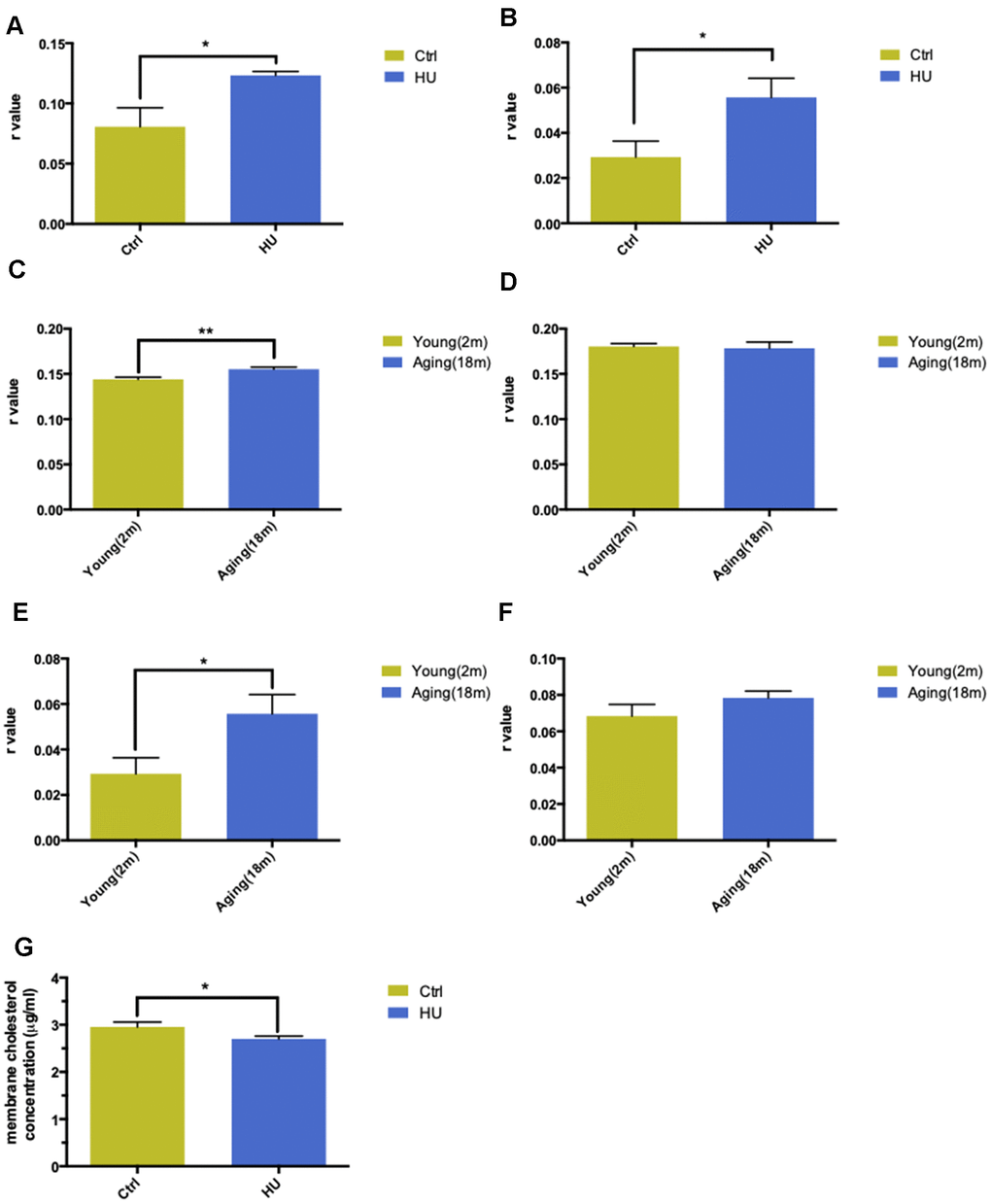 Validation of “membrane aging” in vivo and in vitro. Changes in membrane fluidity and cholesterol levels in membrane pellets are two main characteristics of membrane aging. Fluorescent probe polarization is one of the most direct measurements representing the alterations in membrane fluidity. HU treatment significantly increased the r value compared with the control in vitro via applying the DPH fluorescent probe (P A). The same trend was observed while probing with TMA-DPH (P B). The results demonstrated that HU treatment decreased neuronal membrane fluidity dramatically because the r value was inversely proportional to membrane mobility. In vivo, native membrane pellets were carefully extracted, followed by hippocampus and cortex isolation in 18-month-old male SD rats (n = 6) and 2-month-old male SD rats (n = 6). When probing with DPH in cortical membrane pellets, the r value increased significantly in the aging group compared with the young group (P C). In hippocampal regions, no difference was observed between two groups (D). Similar results were obtained by applying a TMA-DPH fluorescent probe in cortical and hippocampal native membrane pellets in vivo. The r value considerably increased in elderly rats only in the cortical regions (P E, F). Regarding the alterations in membrane lipid composition, HU-treated neurons showed a decreased cholesterol level in neuronal membrane pellets (P G). All the data are expressed as mean ± SD from three independent experiments (N = 3). *P **P ***P t test was used to determine the statistical significance of the differences.