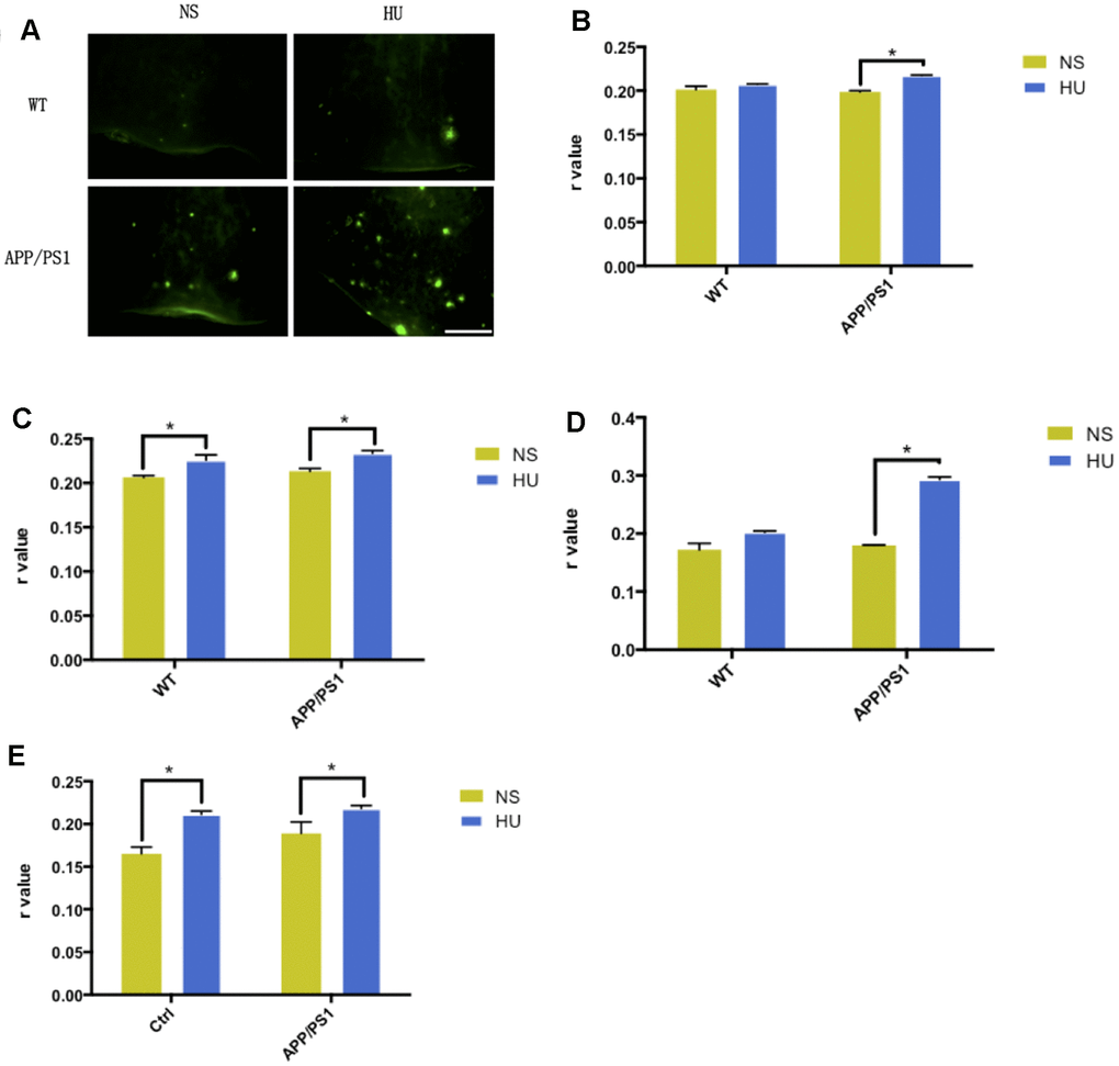 Validation of membrane aging in APP/PS1-mutated transgenic mice. In the dissected cortical region, APP/PS1-mutated transgenic mice showed accelerated Aβ deposition after HU intracerebroventricular injection compared with mice with NS injection and wild-type controls. Scale bar: 1 mm (A). For the membrane fluidity determination probed with TMA-DPH and DPH, 32μM HU injection dramatically increased r values in the hippocampal and cortical membranes of APP/PS1 mice compared with NS-injected ones (n = 3, P n = 3, P B–E). All the data are expressed as mean ± SD from three independent experiments (N = 3). *P 